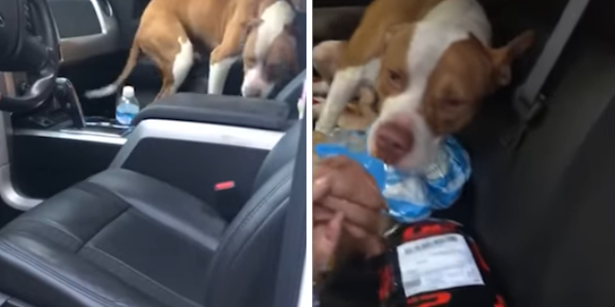 Pronašli su pit bula u svom autu, a onda se dogodilo nešto što nisu očekivali