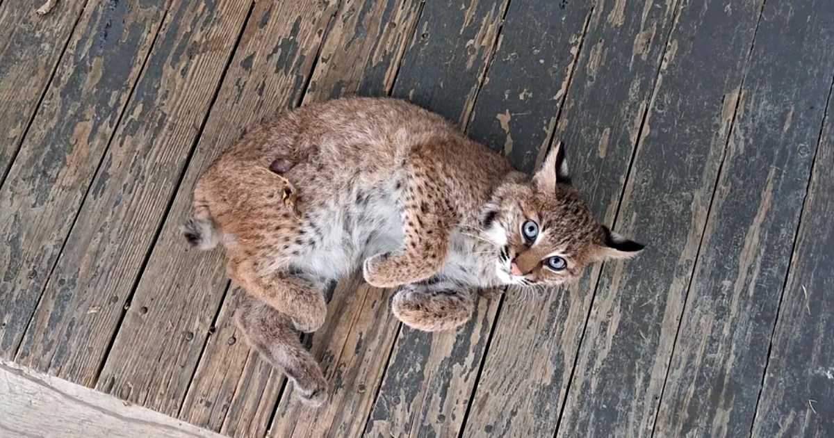 Žena izašla iz kuće, na trijemu je dočekao neočekivani gost