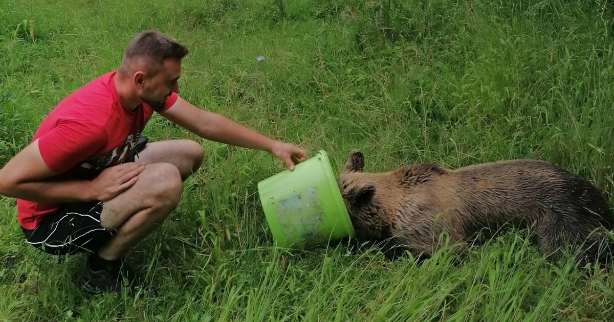 Ljudi u BiH spasili medvjedicu koja se zaplela u bodljikavu žicu. Pogledajte je sad