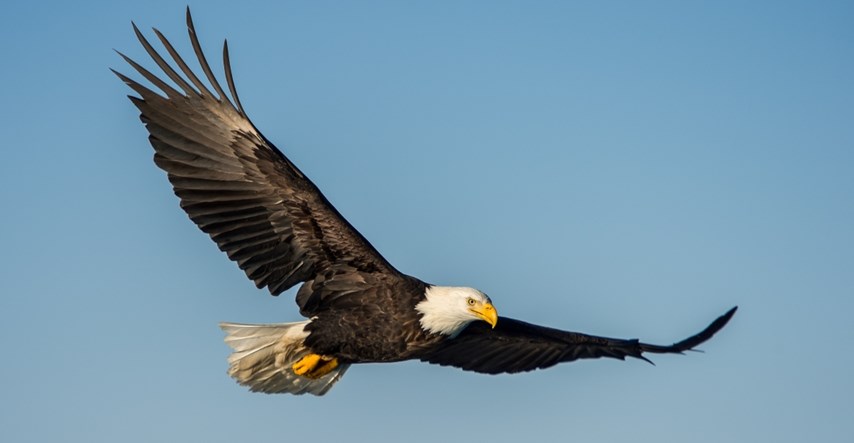 Dva muškarca u SAD-u optužena da su ubili 3600 ptica, među njima zaštićeni orlovi