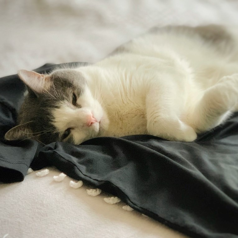 Neke mačke vole spavati na odjeći svojih vlasnika: Tri razloga zašto to čine