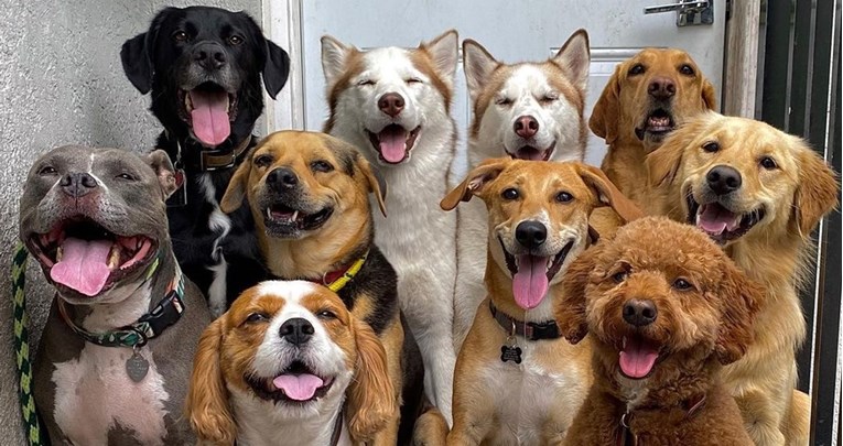 FOTO Pogledajte impresivne grupne fotografije pasa
