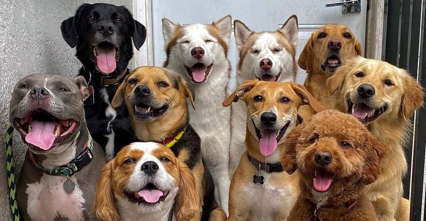 FOTO Pogledajte impresivne grupne fotografije pasa
