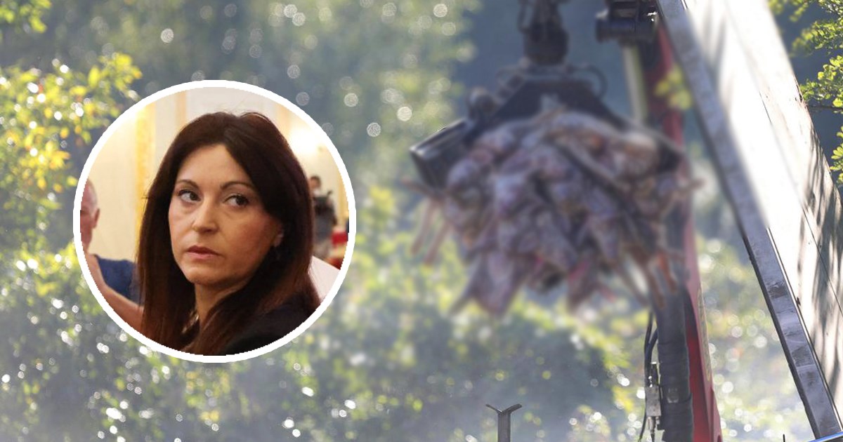 Tramišak: Afrička svinjska kuga uvezena iz Srbije i BiH, situacija alarmantna