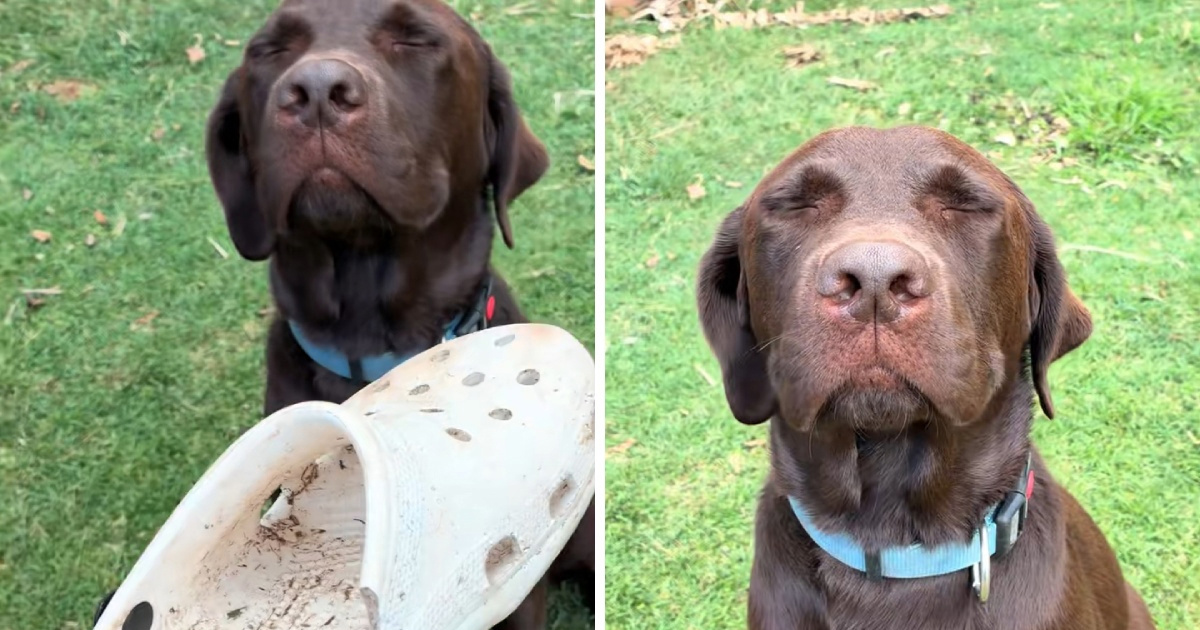 Labrador uništio vlasnikove Crocsice, njegova reakcija je sve