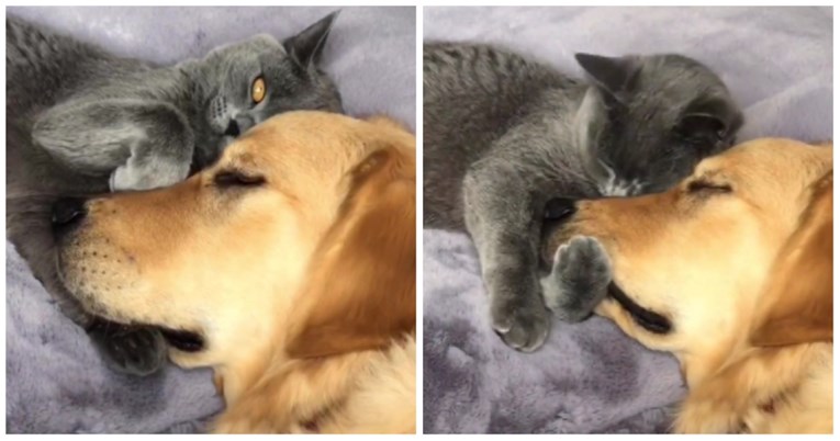 "Bezuvjetna ljubav": Neobično prijateljstvo psa i mačke oduševilo društvene mreže