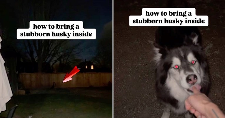 Tvrdoglavi haski odbijao je poslušati vlasnicu, sve dok nije iskoristila jedan trik
