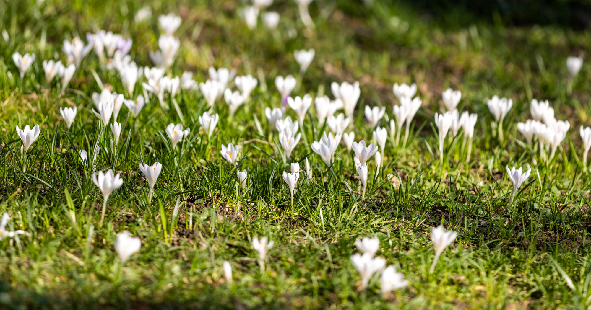 FOTO Napokon stiže proljeće 😍