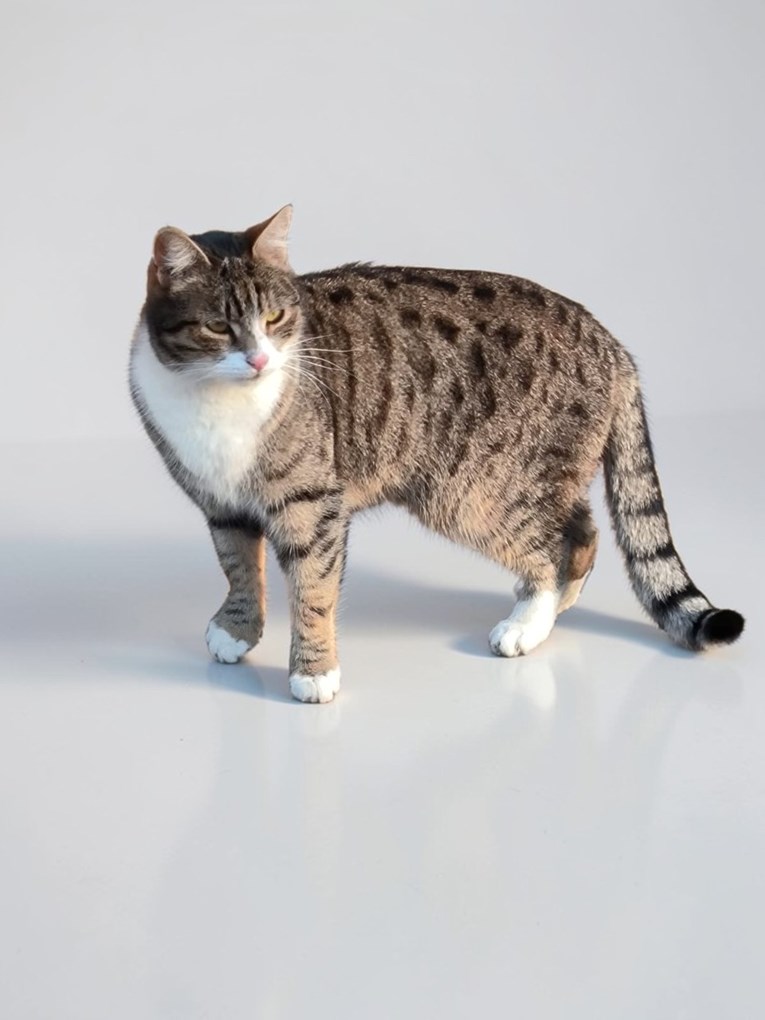 Traži se mačka Sivka: "Možda nije rasna, ali nama je najdraža od svih"