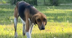 Izgladnjeli pas lutalica pojavio se na farmi. Nastavak priče postao je viralan