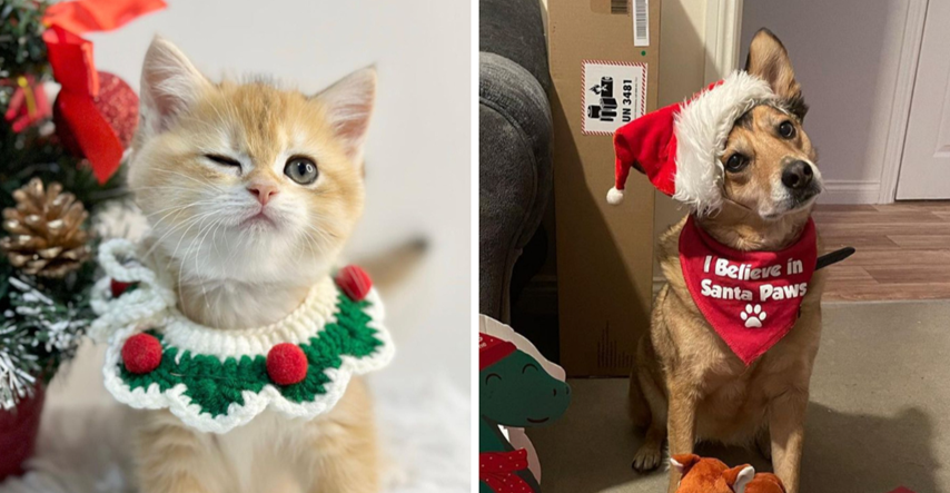 FOTO Ima li što slađe od životinja u božićnoj odjeći? Pogledajte fotografije
