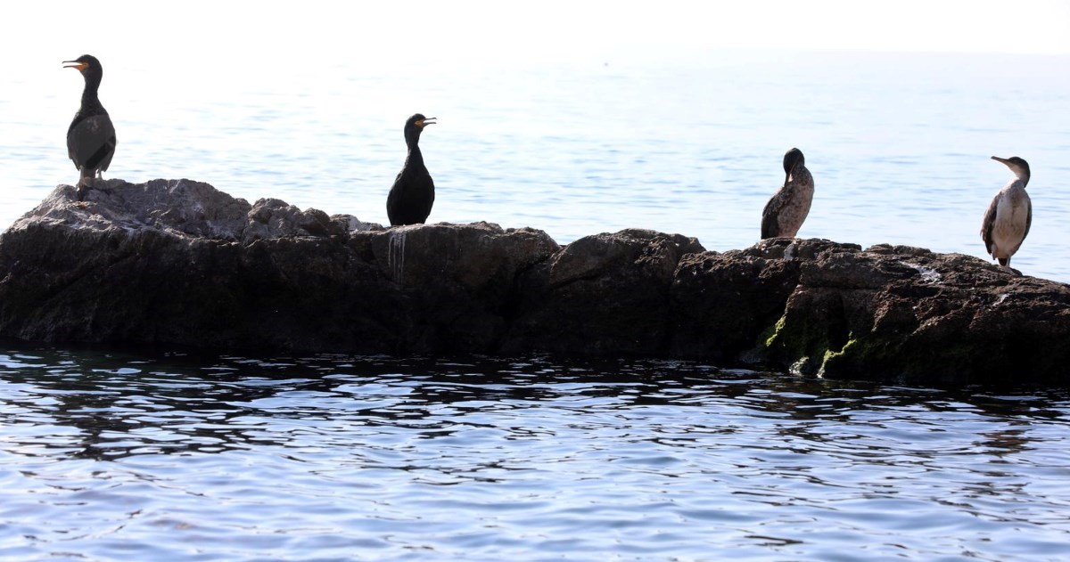 Gnjurci u Rijeci privukli pažnju fotografa, odmarali su se na stijeni u moru