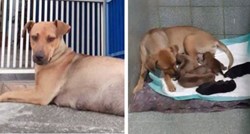 Tata pas čekao ispred veterinarske klinike dok je mama kotila šest štenaca