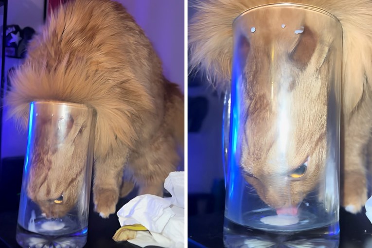 3 mil. lajkova: Pogledajte kako se mačak ugurao u čašu da bi popio zadnju kap mlijeka