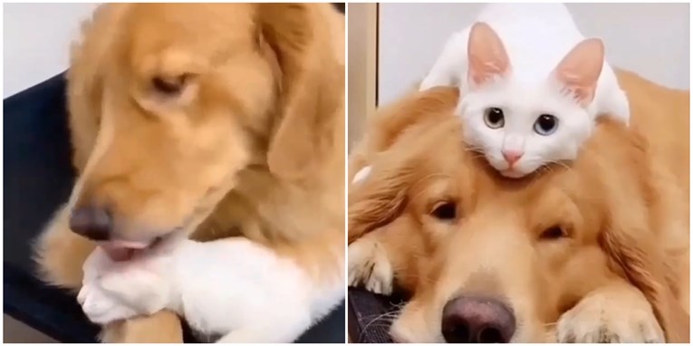 Prijateljstvo psa i mačke oduševilo internet: "Ovo je najbolja stvar koju sam vidio"