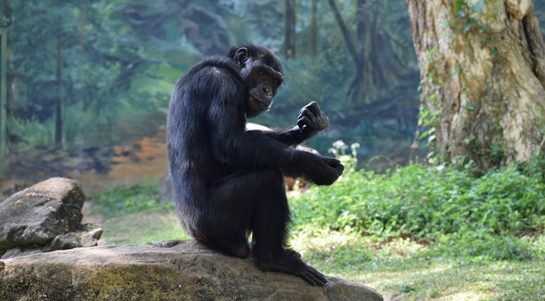 Čimpanze sve češće brutalno napadaju i ubijaju gorile. Zašto?