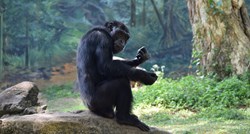 Čimpanze sve češće brutalno napadaju i ubijaju gorile. Zašto?