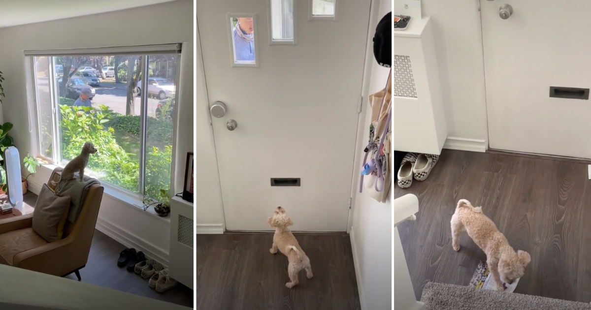 Psić svaki dan strpljivo čeka poštara kako bi mogao rastrgati račune na sitne komade