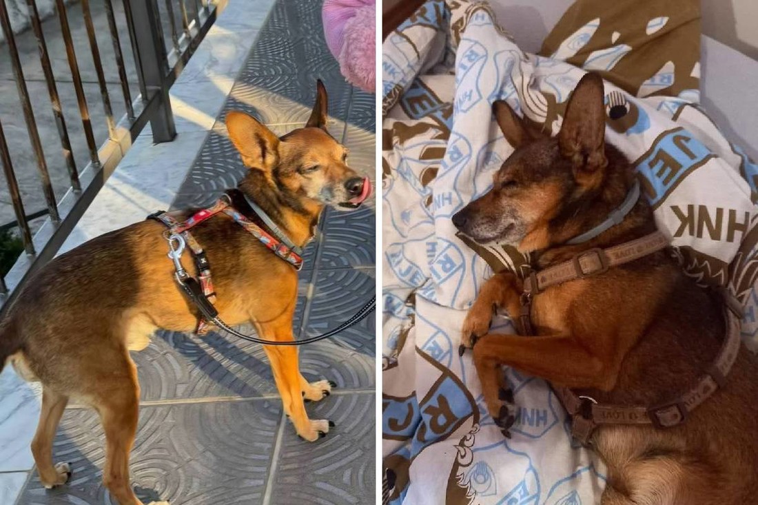 Doggyja već 15 dana traže u Kastvu. Bolestan je i dementan, vlasnica moli za pomoć