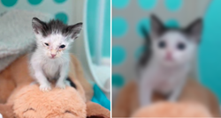 Pogledajte čudesnu transformaciju mačića koji je pronađen pothranjen i bolestan