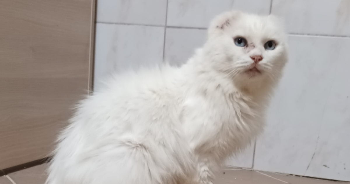 Ova ljepotica ima deset godina, a uške su joj odstranjene zbog tumora. Treba joj dom