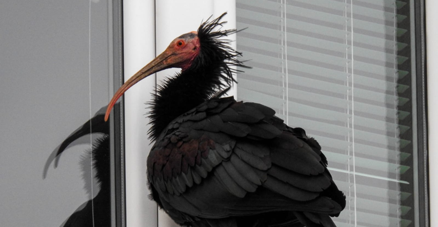 Udruga Biom: Ćelavi ibis je uginuo od tupe traume na zatiljku glave, a ne od moždanog