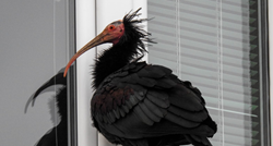 Udruga Biom: Ćelavi ibis je uginuo od tupe traume na zatiljku glave, a ne od moždanog