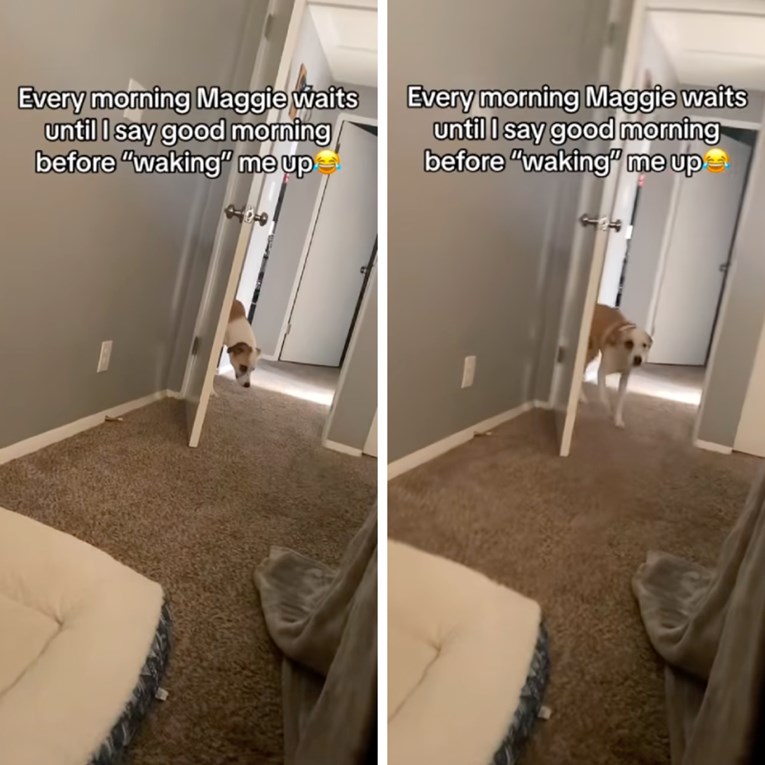 Slatka Maggie svako jutro čeka da ju vlasnica pozove u sobu. Prizor je presladak