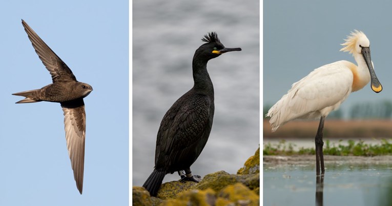 Tri vrste natječu se za titulu hrvatske ptice godine. Koja je vaš favorit?