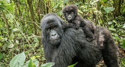 U zoološkom vrtu na svijet došlo mladunče ugrožene vrste gorile