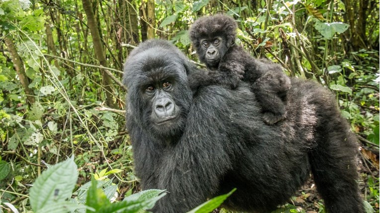 U zoološkom vrtu na svijet došlo mladunče ugrožene vrste gorile