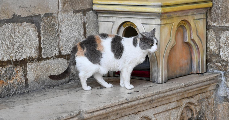 Dubrovačka mačka Anastazija koju su deložirali iz njezine kućice sada ima novi dom