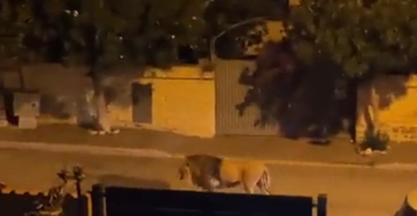 Lav pobjegao iz cirkusa u gradu blizu Rima, stanovnici pozvani da ostanu u kućama