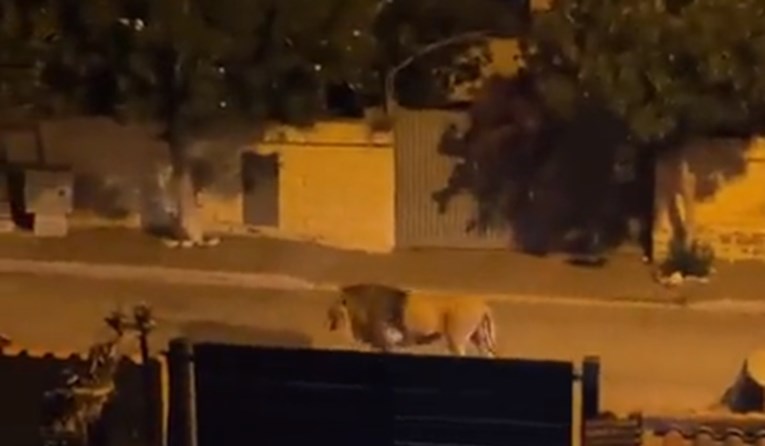 Stanovnici talijanskog grada pozvani da ostanu doma zbog lava odbjeglog iz cirkusa