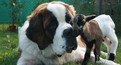 Ovo su najveće pasmine pasa, njihova srca velika su poput njihovih šapa