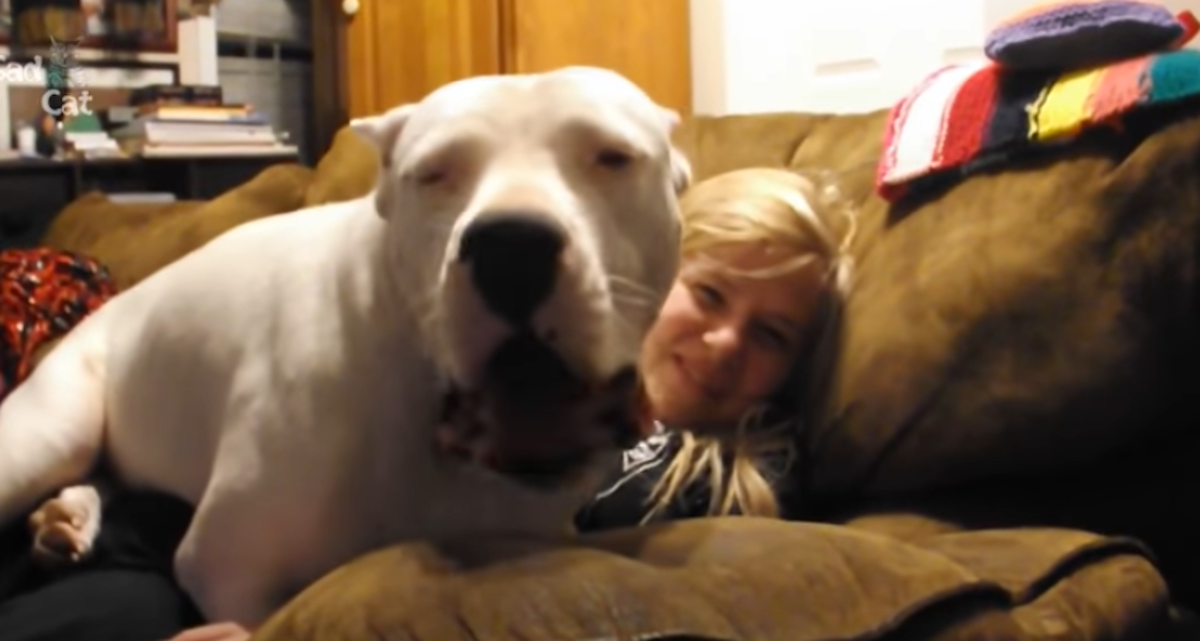 Ogromni psi misle da su i dalje bebe i ne prestaju sjedati vlasnicima u krilo