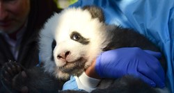 Kinezi uvode sulude kazne, životinje u zoološkim vrtovima umiru od gladi. Novca nema