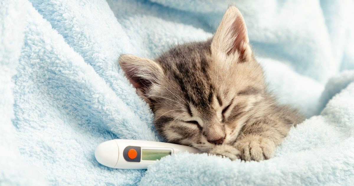 Deset znakova bolesti kod mačaka koje ne smijete ignorirati