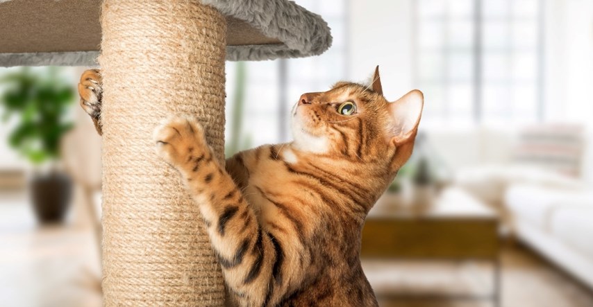 Stručnjakinja otkriva četiri razloga zašto mačke vole grebati i brusiti kandže