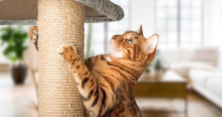 Stručnjakinja otkriva četiri razloga zašto mačke vole grebati i brusiti kandže