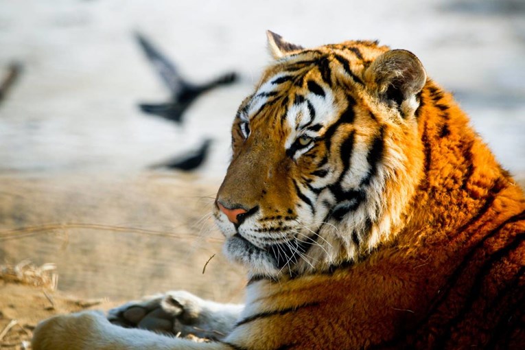 Nekad su smatrani gotovo mitskim bićima. Sad su gladni i siju strah po Sibiru