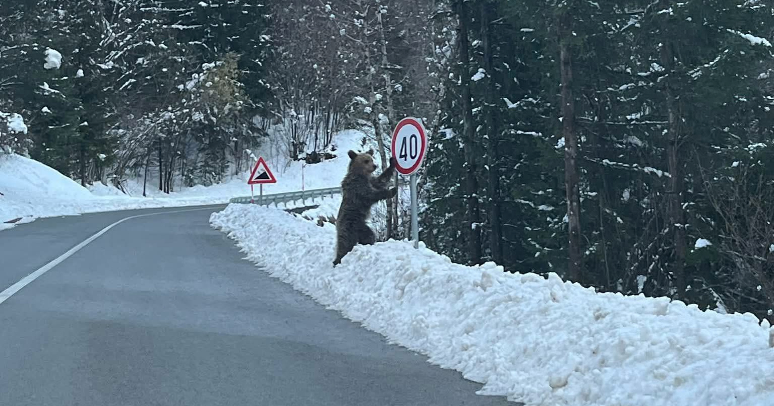 U Gorskom kotaru snimljen medo naslonjen na prometni znak