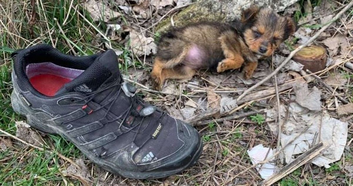 Muškarac iz Srbije pronašao napuštenog psića u cipeli pokraj smeća i spasio mu život