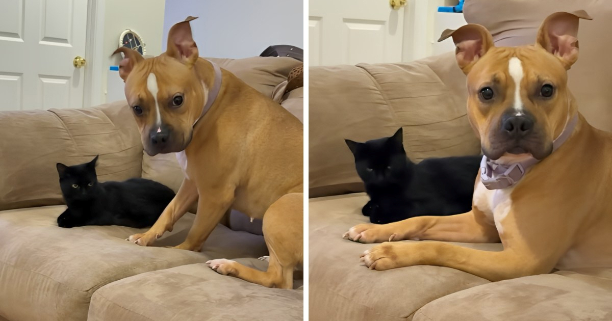 2,6 mil. pregleda: Smiješna reakcija pitbullice na mačku na kauču postala je hit