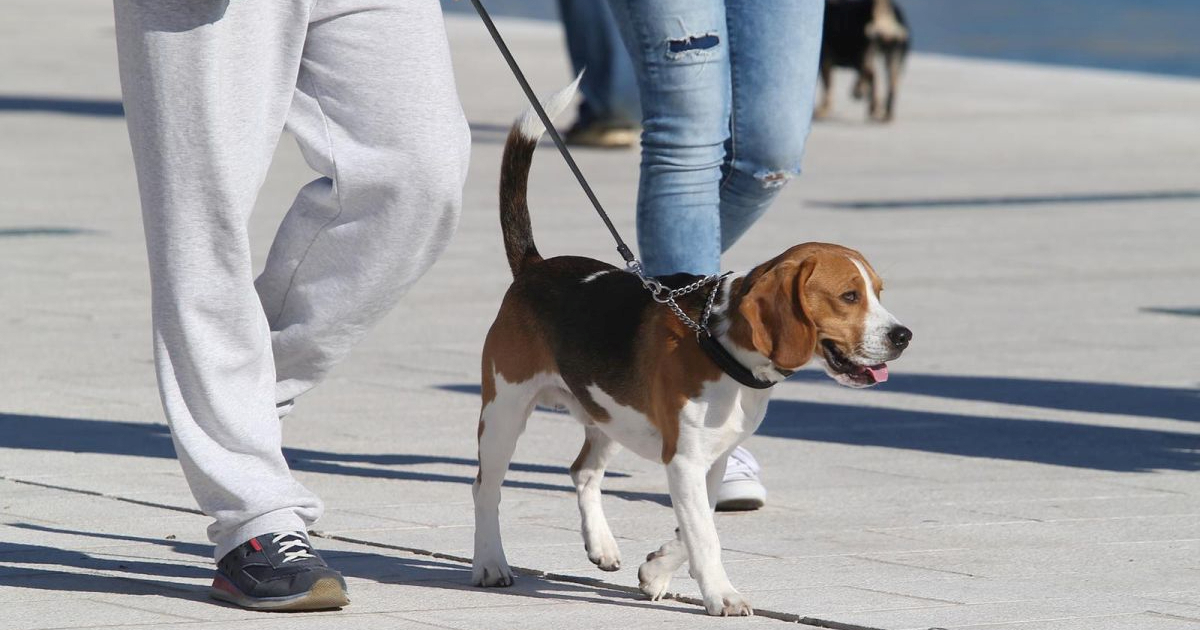 Brazil uvodi zajedničko skrbništvo nad kućnim ljubimcima nakon razvoda