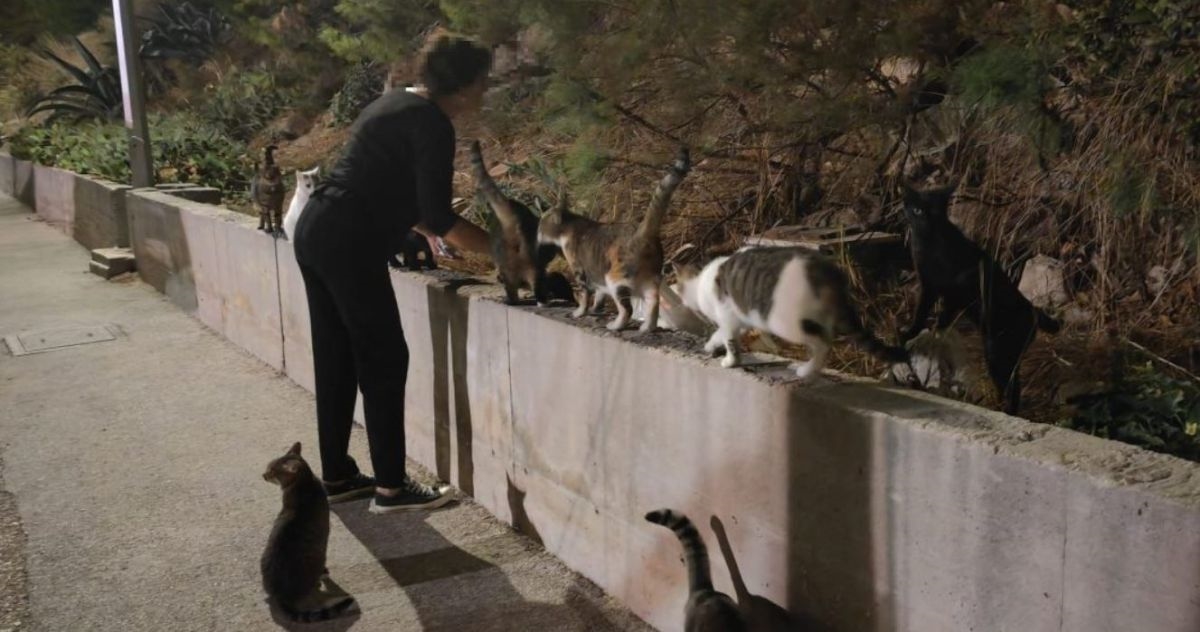 Splićanka svaku večer o svom trošku hrani desetke napuštenih maca
