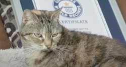 Britanska mačka srušila Guinnessov svjetski rekord u najglasnijem predenju