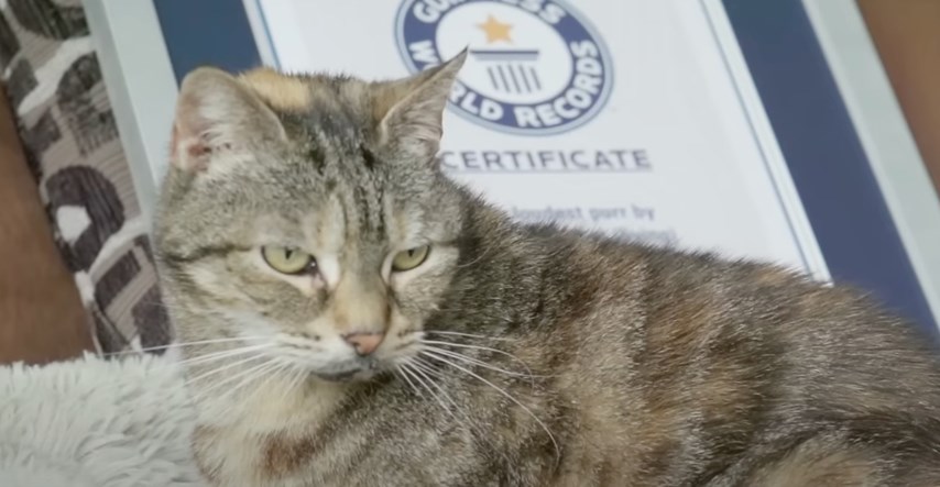 Britanska mačka srušila Guinnessov svjetski rekord u najglasnijem predenju