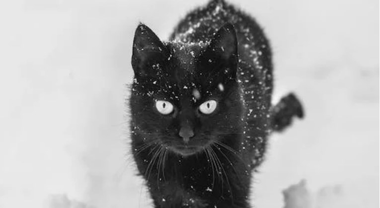 Mačak je prvi put izašao na snijeg, video njegove urnebesne reakcije je viralni hit