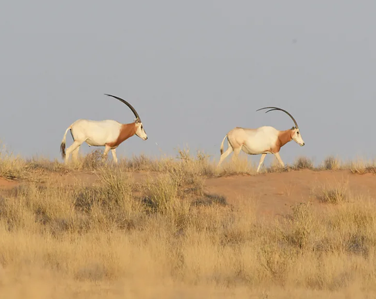 Sabljorogi oriks izumro u divljini, znanstvenici ga vratili. "Dalje sve ovisi o ljudima"